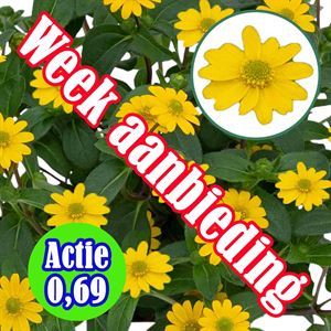 Afbeelding van Sanvitalea P12 Actie Yellow